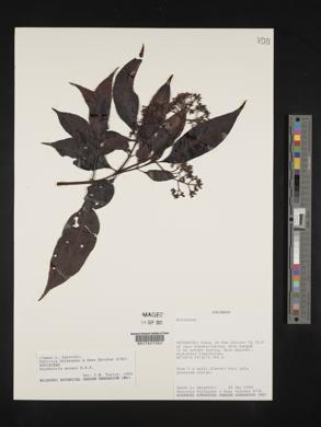 Psychotria anceps image