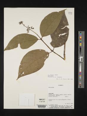 Psychotria araguana image