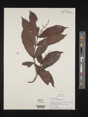 Psychotria remota image