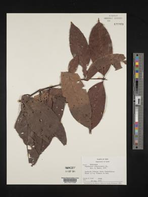 Psychotria remota image
