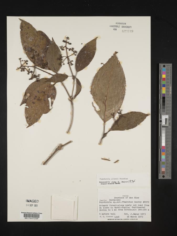Palicourea allenii image