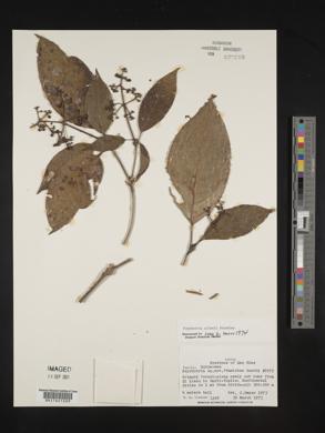 Palicourea allenii image