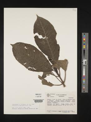 Psychotria macrophylla image