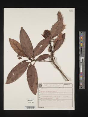 Psychotria mapourioides image