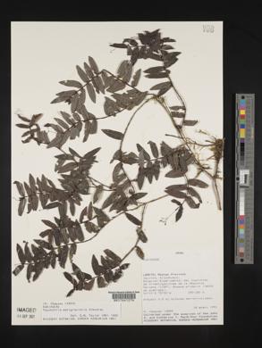 Psychotria marcgraviella image