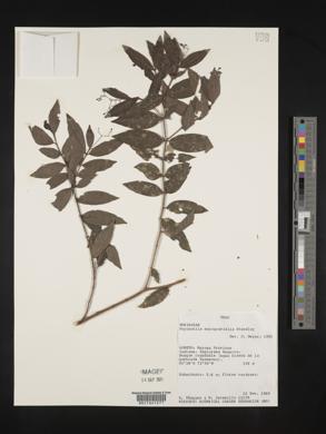 Psychotria marcgraviella image