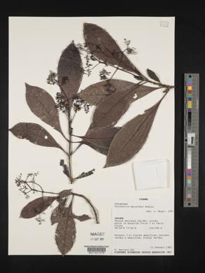 Psychotria marginata image