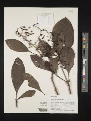 Psychotria marginata image