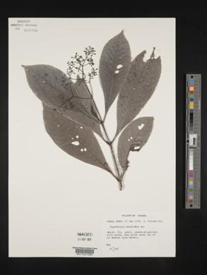 Psychotria marginata image