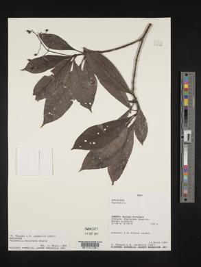 Psychotria marginata image