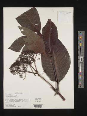 Psychotria mathewsii image