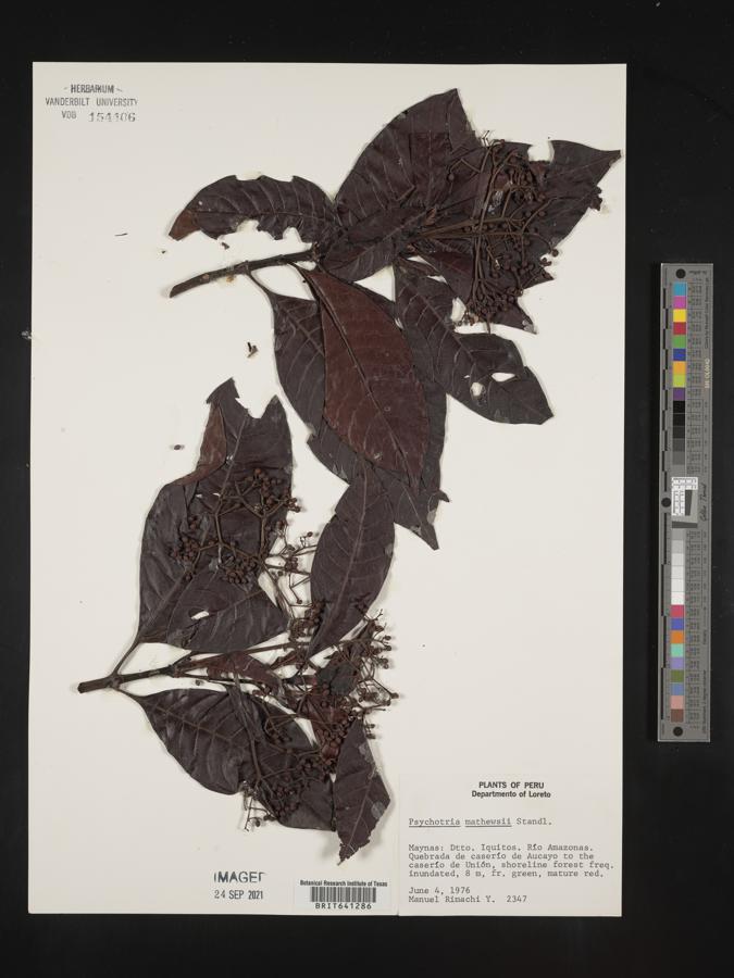 Psychotria mathewsii image