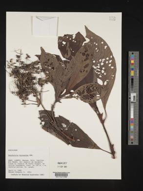 Psychotria micrantha image