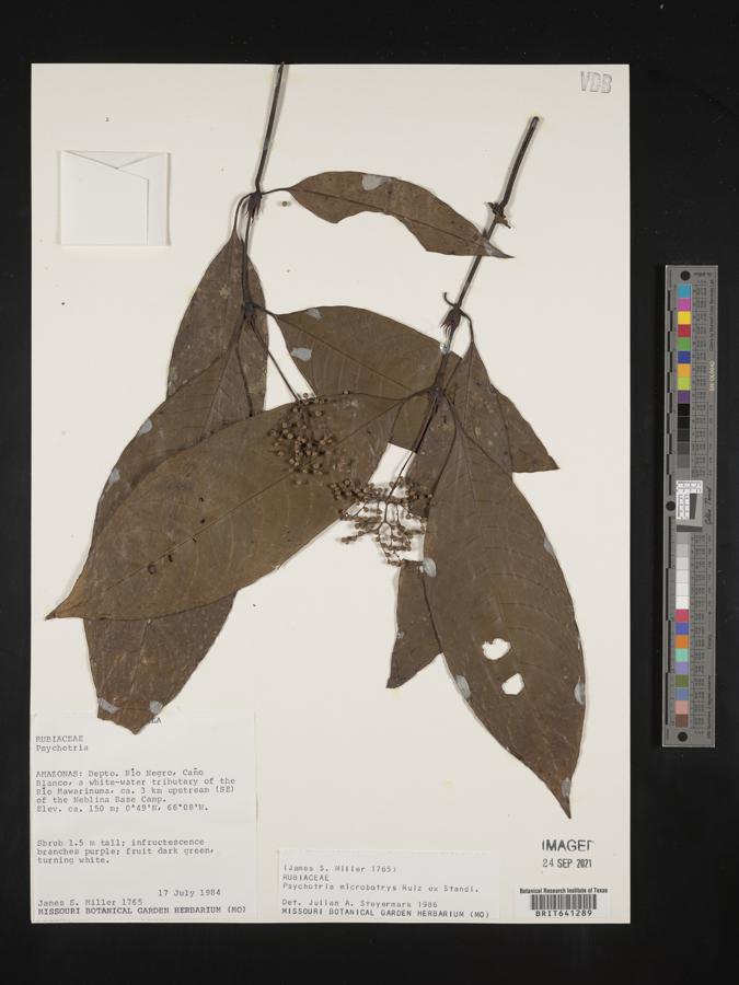 Psychotria microbotrys image