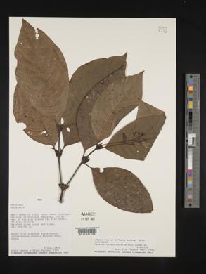 Psychotria microbotrys image