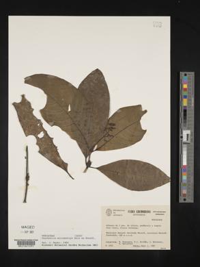 Psychotria microbotrys image