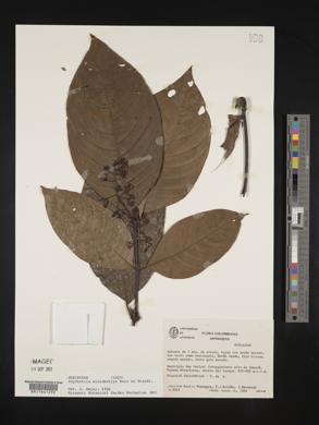Psychotria microbotrys image