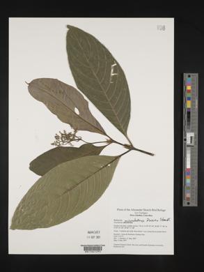 Psychotria microbotrys image