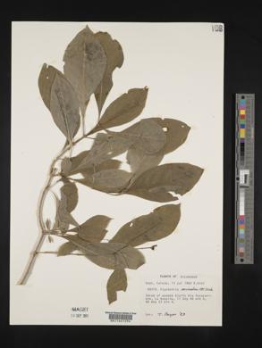 Psychotria microdon image