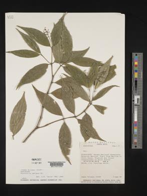 Psychotria deflexa image