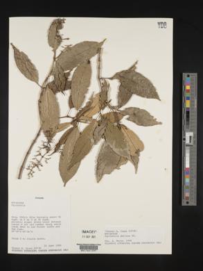 Psychotria deflexa image