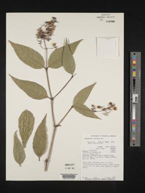 Psychotria deflexa image