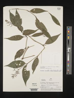 Psychotria deflexa image
