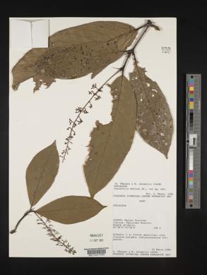 Psychotria deflexa image