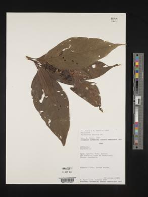 Psychotria deflexa image