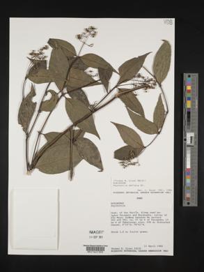Psychotria deflexa image