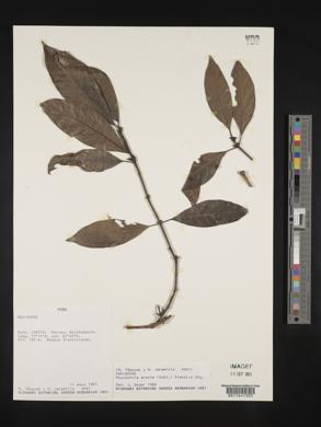 Ronabea latifolia image