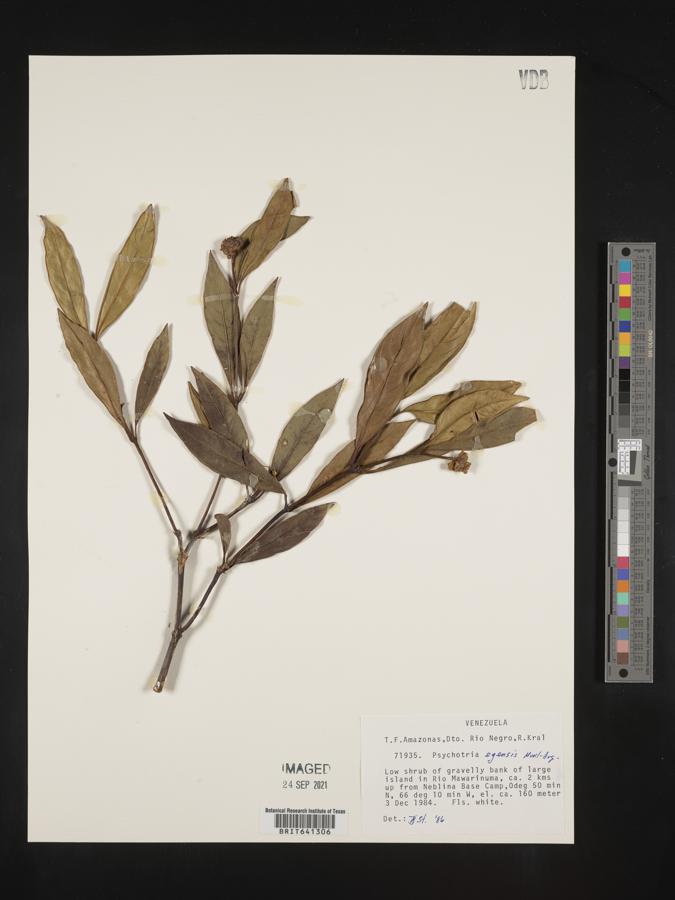 Palicourea egensis image