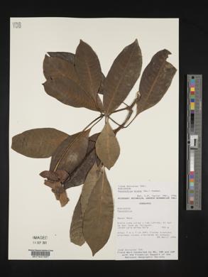 Psychotria elata image