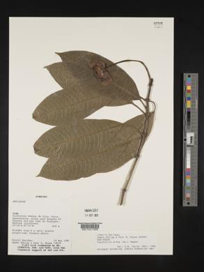 Psychotria elata image