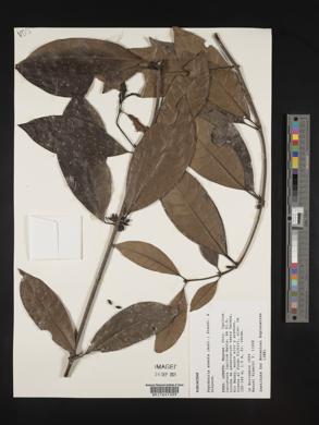 Ronabea latifolia image