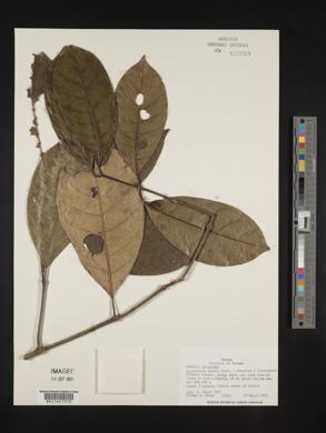 Ronabea latifolia image