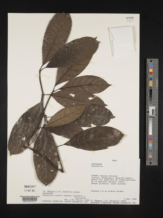 Ronabea latifolia image