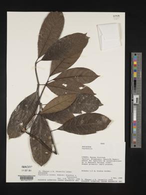 Ronabea latifolia image
