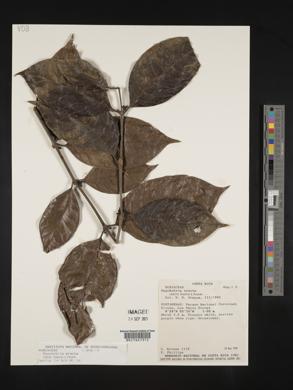 Ronabea latifolia image