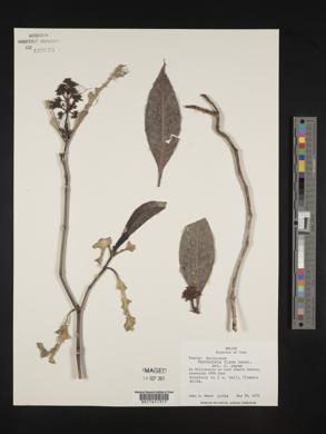 Psychotria flava image