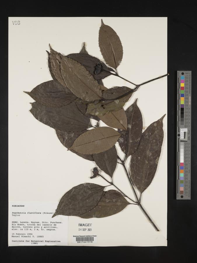 Palicourea flaviflora image