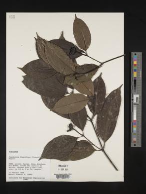 Palicourea flaviflora image
