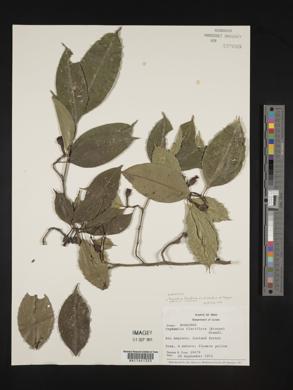 Palicourea flaviflora image