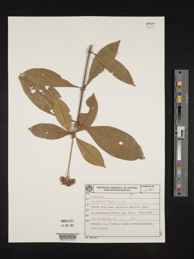 Palicourea fulgens image