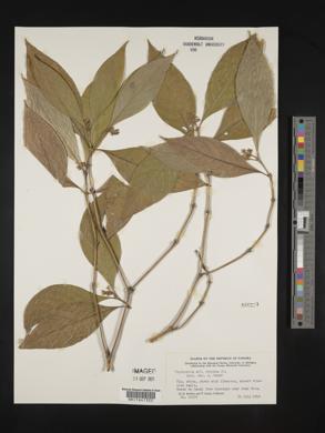 Psychotria furcata image