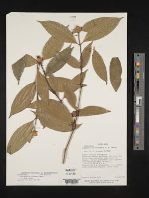 Psychotria glomerulata image