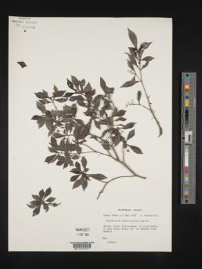 Psychotria graciliflora image