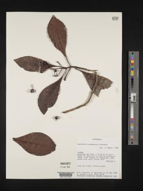 Psychotria panamensis image