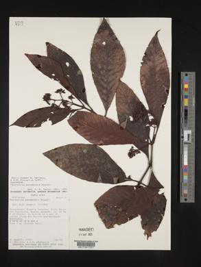 Psychotria panamensis image