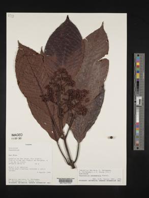Psychotria panamensis image